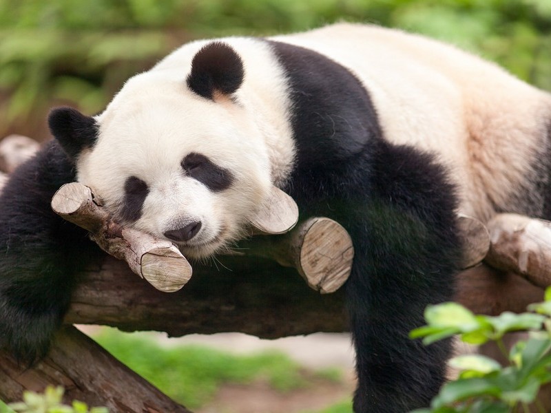Отдых у панды